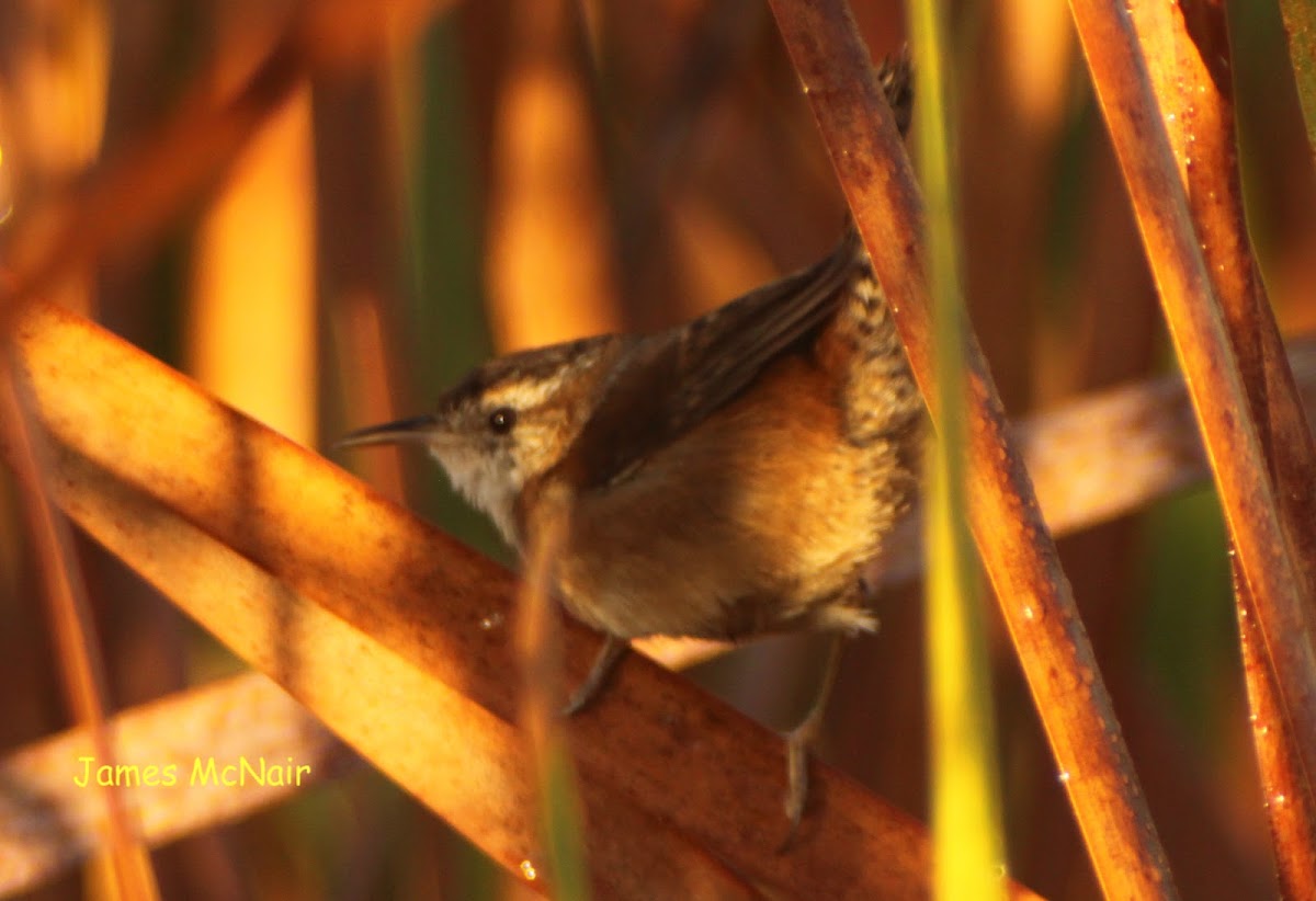 Marsh Wren