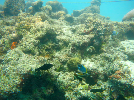 Underwater in The Maldives 2014