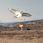 Killdeer