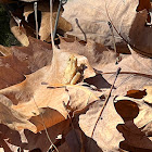 spring peeper