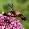 Hummingbird Clearwing Moth