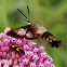 Hummingbird Clearwing Moth