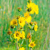 prairie compass plant, pilotweed, polarplant, gum weed, cut-leaf silphium, turpentine plant