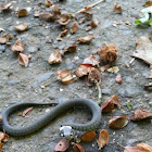 ringed snake (juvenil)