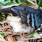 Luzon Bleeding Heart