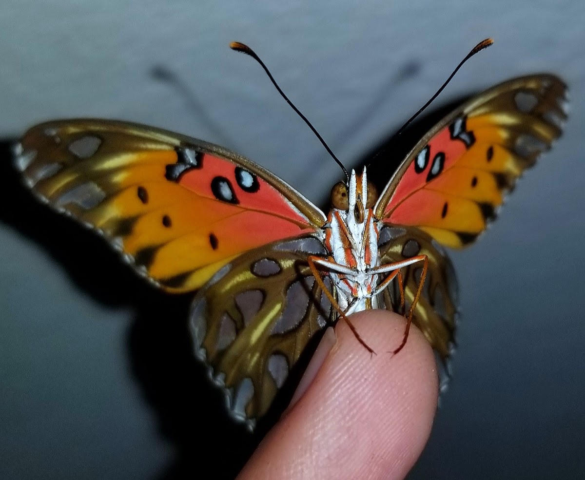 Gulf fritillary