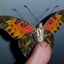 Gulf fritillary