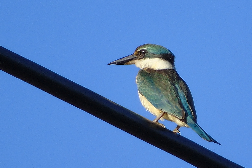 Collared Kingfisher