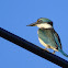 Collared Kingfisher