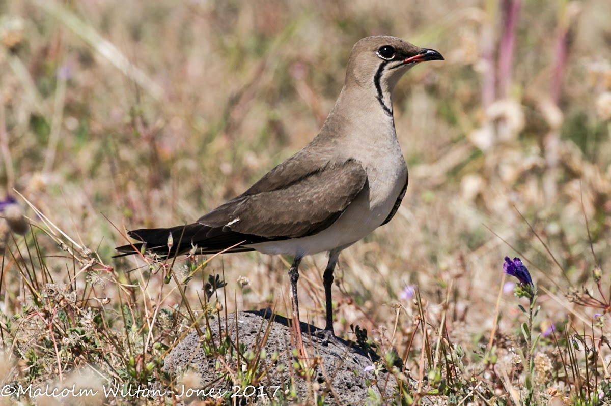 Collared Pratincole; Canastera