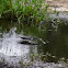 Tricolored Heron