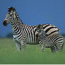 Zebra New Tab Page Top Wallpapers Themes