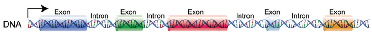 Figura que ilustra a organização de um gene, evidenciando os éxons