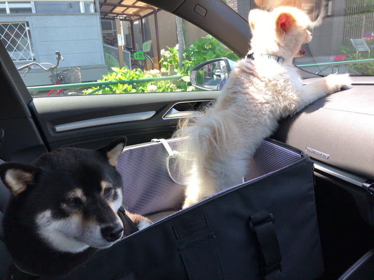 S3 セダンの愛犬と一緒に・車内撮影・車ネタじゃなくてすいません！に関するカスタム事例の投稿画像2枚目