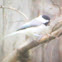 Carolina chickadee