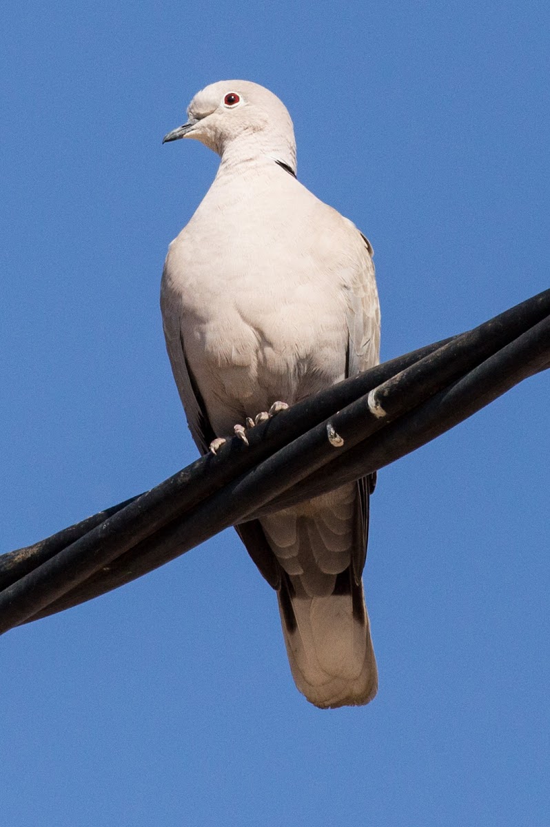 Collared Dove; Tórtola Turca