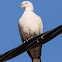 Collared Dove; Tórtola Turca