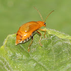 Cucurbit Beetle