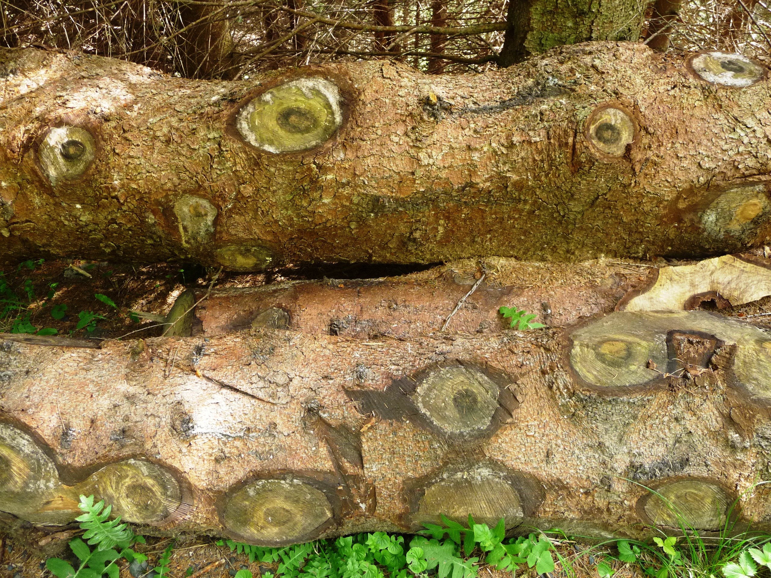 Il legno ha gli occhi di Laucol