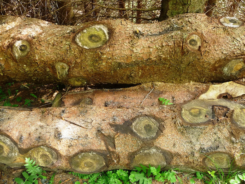 Il legno ha gli occhi di Laucol