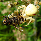 Crab Spider & prey