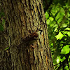 House Sparrow