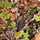 prickly gooseberry