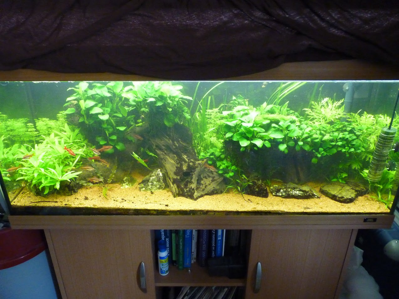 Ma petit histoire Aquariophile de 2009 à aujourd'hui  QhPHJc_mXo1JZNDwEa_-mHxpwqiuBykG6COzy8-isOA=w1274-h956-no