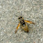 Potter Wasp