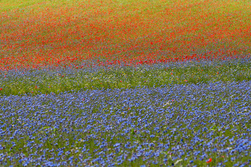 flowers di RobertaSilvestro