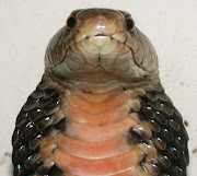 Face to face with a Mozambican spitting cobra.