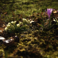 Dopo l' Inverno... Arriva la Primavera di 