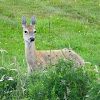 White Tailed Deer