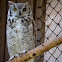 Subarctic Great Horned Owl