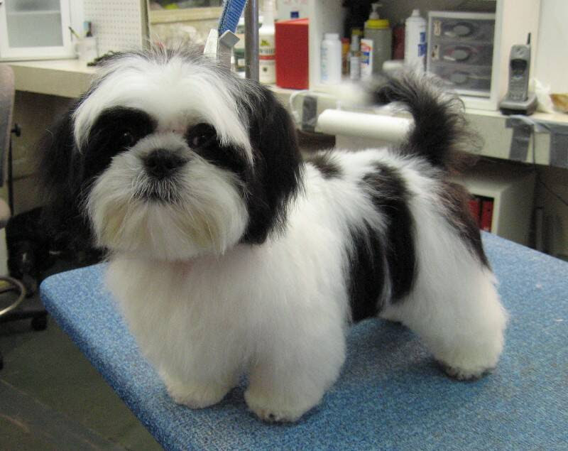 Shih Tzu Fiyatlari Satilik Sitsu Yavrusu Shih Tzu Kopek Cinsi Ozellikleri