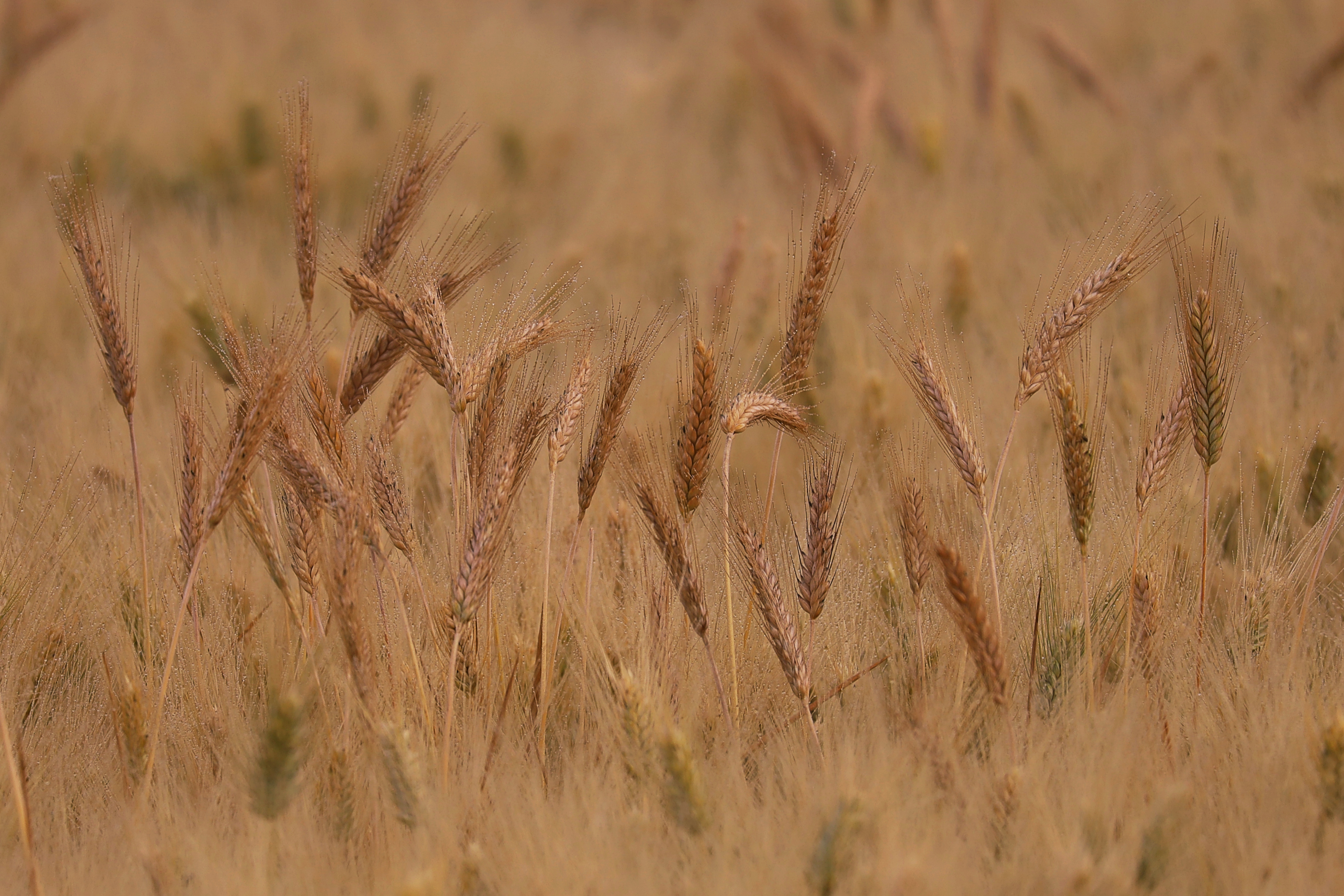 il colore del grano maturo di Ghiz