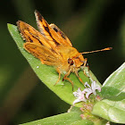 Luzon Grass Dart