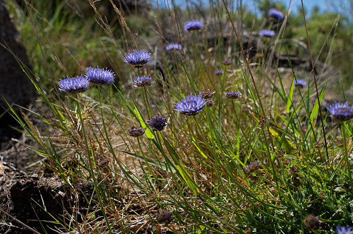 Jasione montana