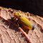 Black-Tipped Leafhopper