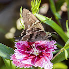 Diabinho / Long-Tailed Skipper