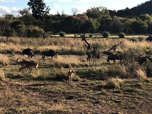 New & Improved Lions Park South Africa 2018