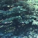 Colorado Spruce/Blue Spruce