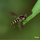 Allograpta sp.