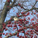 Northern Mockingbird