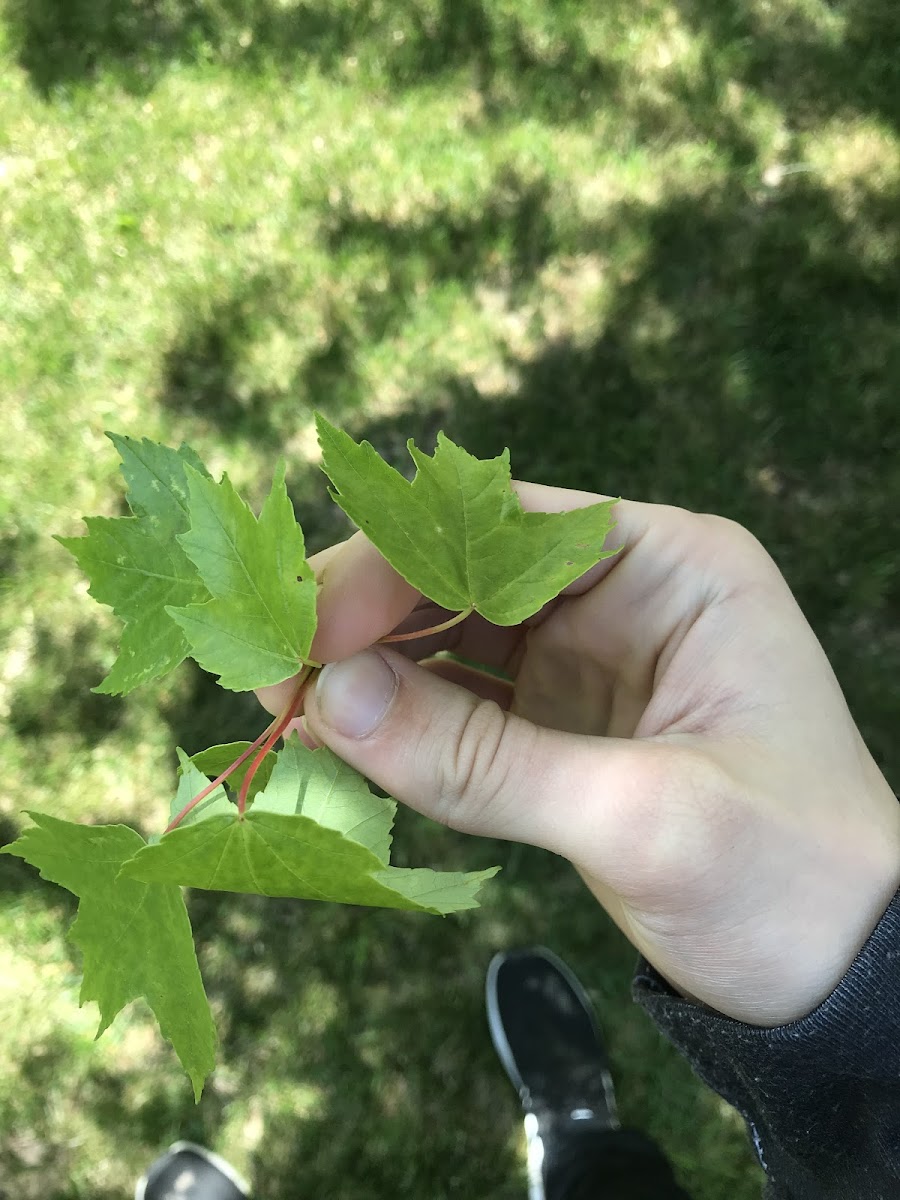 Red maple