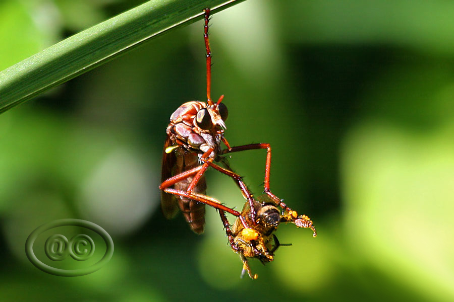 Robber Fly