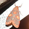 Lichen moth