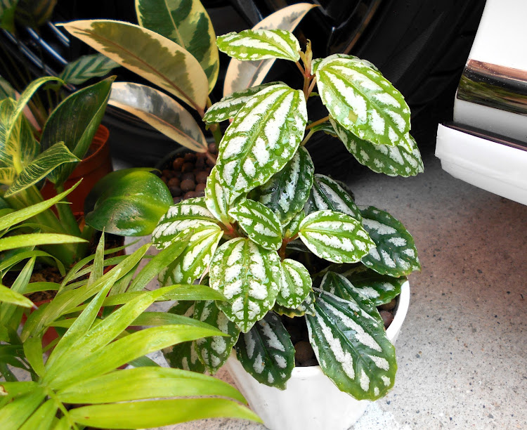 ステップワゴンスパーダのステップワゴン・カーネーション・観葉植物・ダイソー・癒し♡♡に関するカスタム事例の投稿画像10枚目