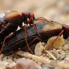 Oil Beetles