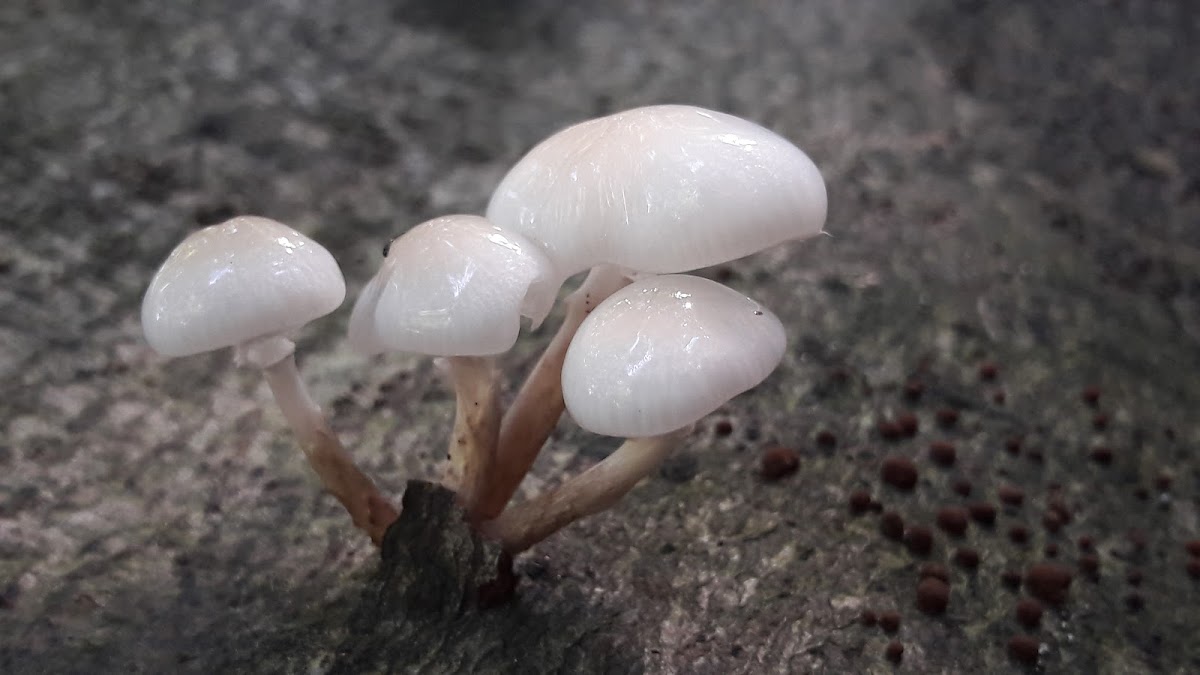 Porcelain mushroom